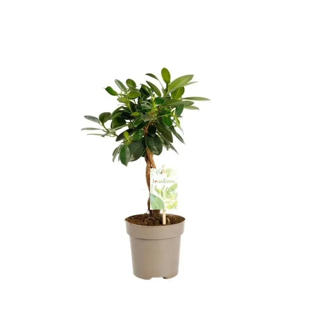 Ficus Bonsai Maya, cu tulpina impletita - 40 cm