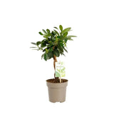 Ficus Bonsai Maya, cu tulpina impletita - 40 cm