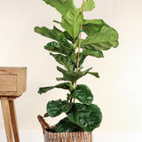 Ficus Lyrata - 90 cm