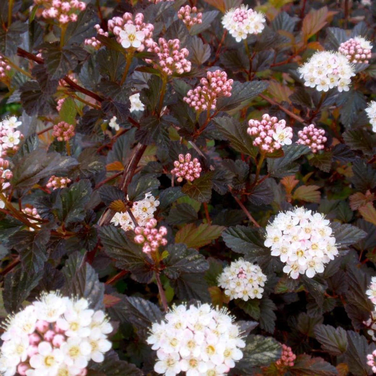 Fizocarp Rosu (Physocarpus Diabolo) - Tip Copac