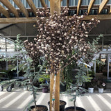 Fizocarp Rosu (Physocarpus Diabolo) - Tip Copac