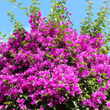 Floare de Hartie Bougainvillea Sanderiana, forma piramidala - VERDENA-70 cm inaltime, livrat in ghiveci de 3 l