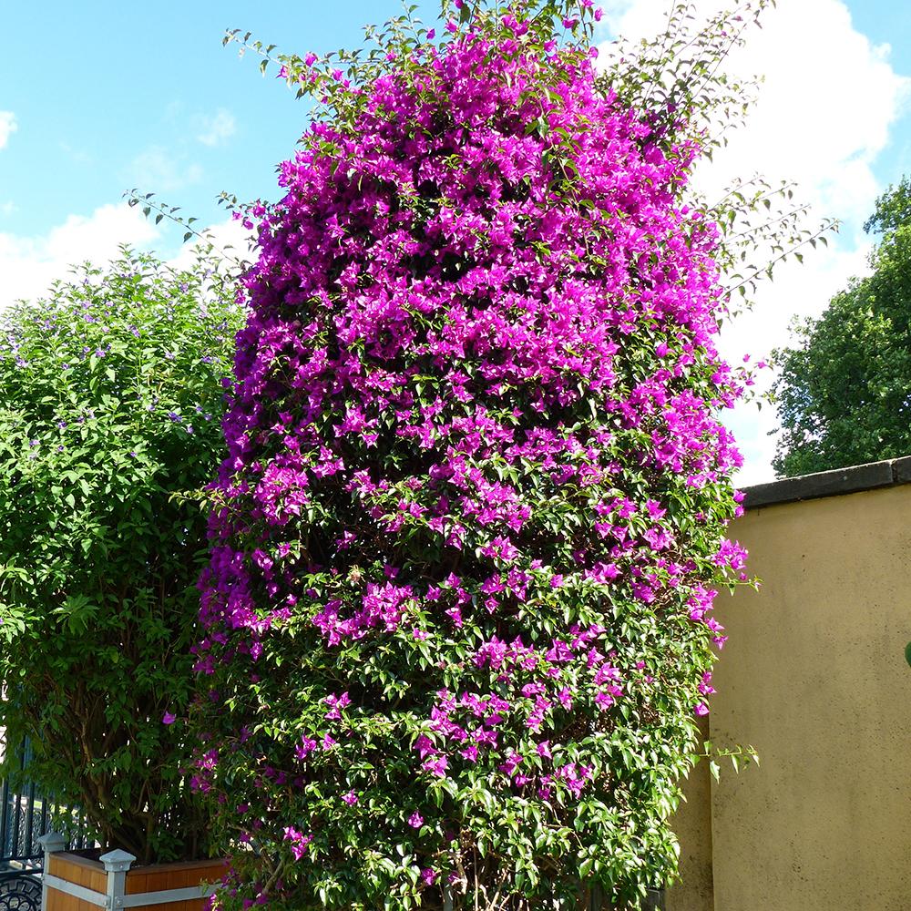 Floare de Hartie Bougainvillea Sanderiana, forma piramidala - VERDENA-70 cm inaltime, livrat in ghiveci de 3 l