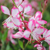 Floarea Albinei (Gaura Lindheimeri), cu flori roz-albe