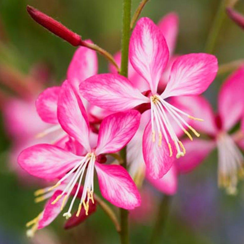 Floarea Albinei (Gaura Lindheimeri), cu flori roz-albe