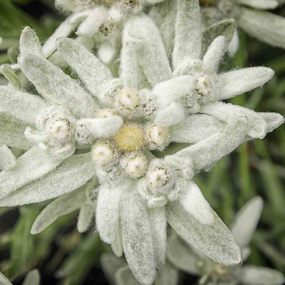 Еделвайс (Leontopodium alpinum), с бели цветове, декоративно многогодишно за скални кътове
