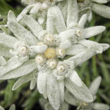 Еделвайс (Leontopodium alpinum), с бели цветове, декоративно многогодишно за скални кътове