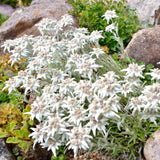 Еделвайс (Leontopodium alpinum), с бели цветове, декоративно многогодишно за скални кътове