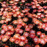 Floarea de Cristal Jewel Of Desert