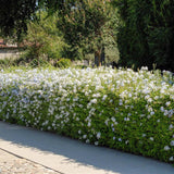 Floarea Dragostei Azur (Plumbago auriculata)