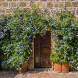 Floarea Dragostei Azur (Plumbago auriculata)