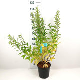 Ploaie de Aur (Forsythia Week-end), arbust ornamental cu flori galbene primavara, crestere rapida