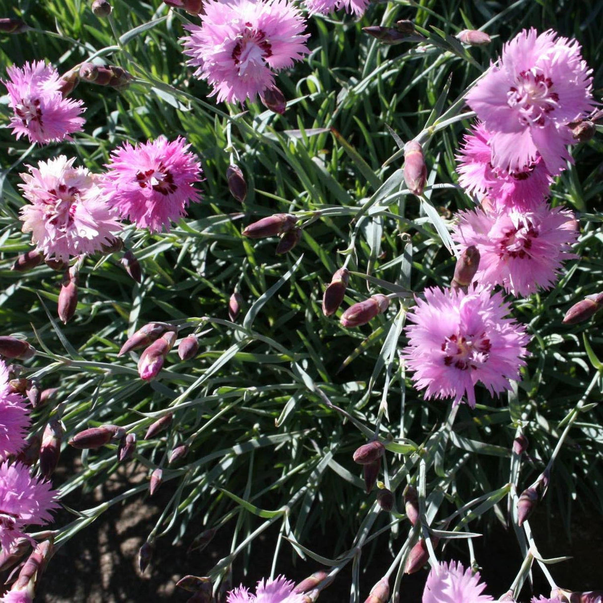Garofita Altrosa