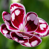 Garofita Bicolor Sunflor Charmy, cu flori roz-rosu si marginii albe, parfum puternic