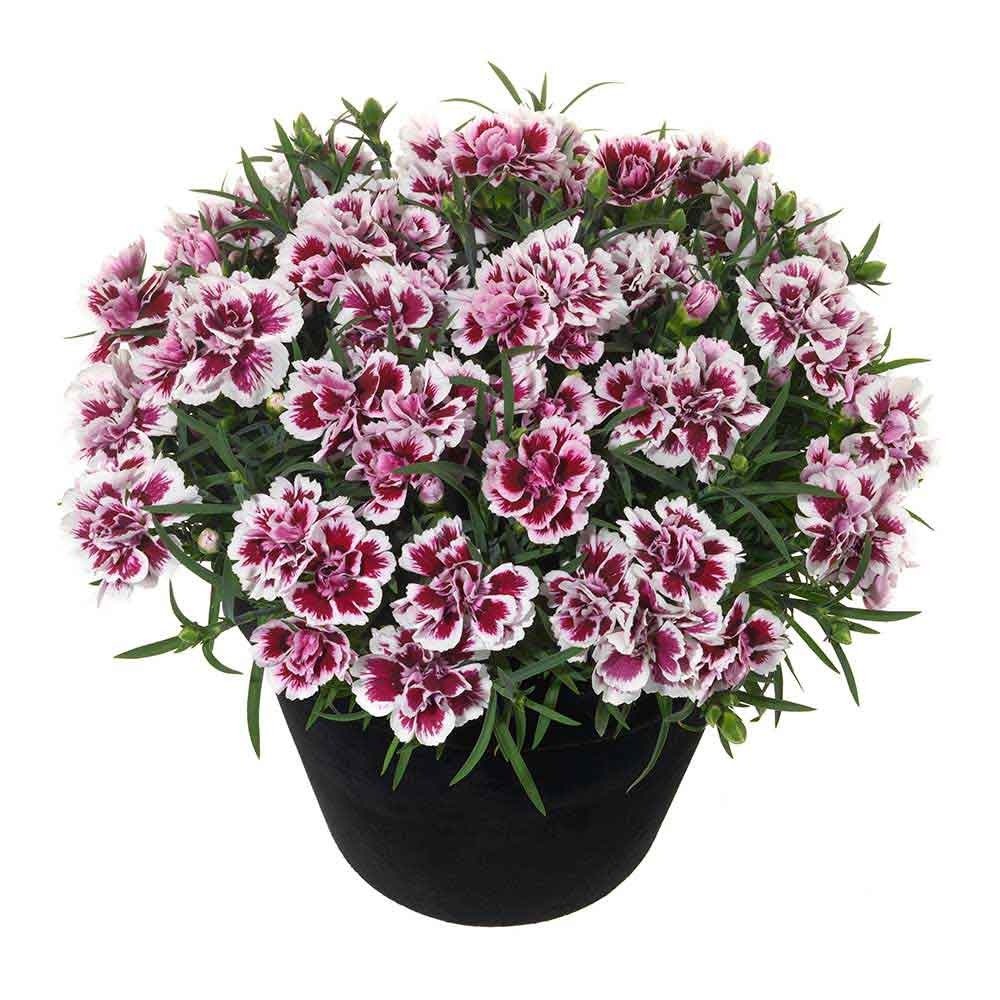 Garofita Bicolor Sunflor Charmy, cu flori roz-rosu si marginii albe, parfum puternic