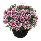 Garofita Bicolor Sunflor Charmy, cu flori roz-rosu si marginii albe, parfum puternic