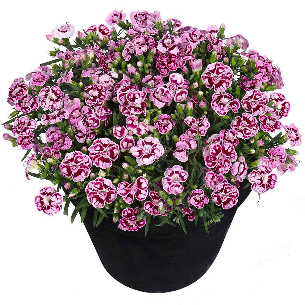 Garofita Bicolor Sunflor Charmy, cu flori roz-rosu si marginii albe, parfum puternic