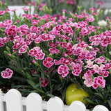 Карамфил (Dianthus) Pink Kisses, с двуцветни цветя и съблазнителен аромат