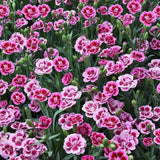 Garofita (Dianthus) Pink Kisses, cu flori bicolor si parfum seducator