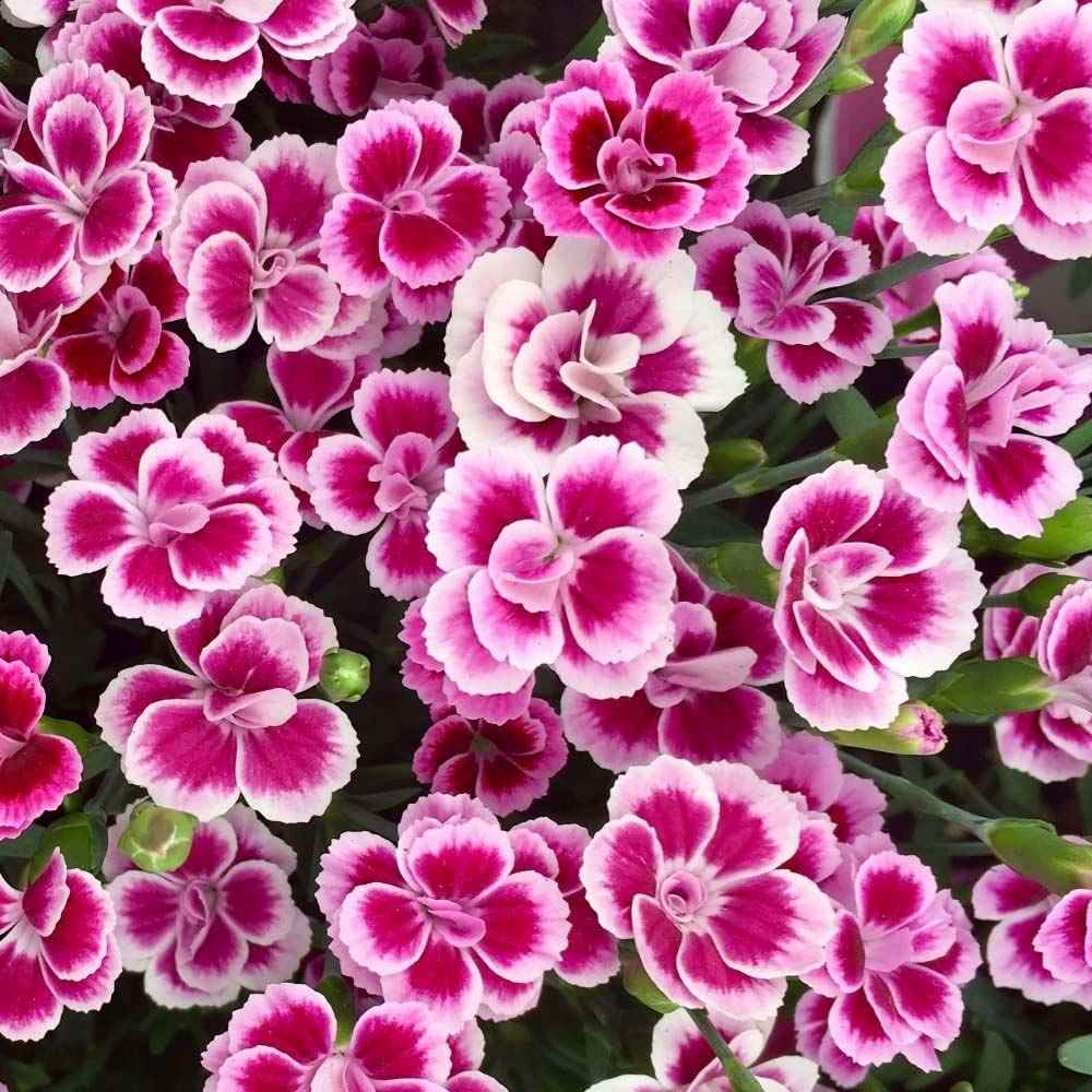 Garofita (Dianthus) Pink Kisses, cu flori bicolor si parfum seducator