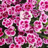 Garofita (Dianthus) Pink Kisses, cu flori bicolor si parfum seducator