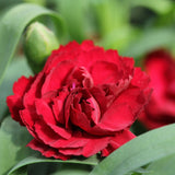 Garofita Dinamic Dark Red
