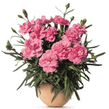 Garofita Dinamic Pink