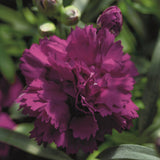 Garofita Dinamic Violet