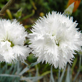 Garofita Haytor White