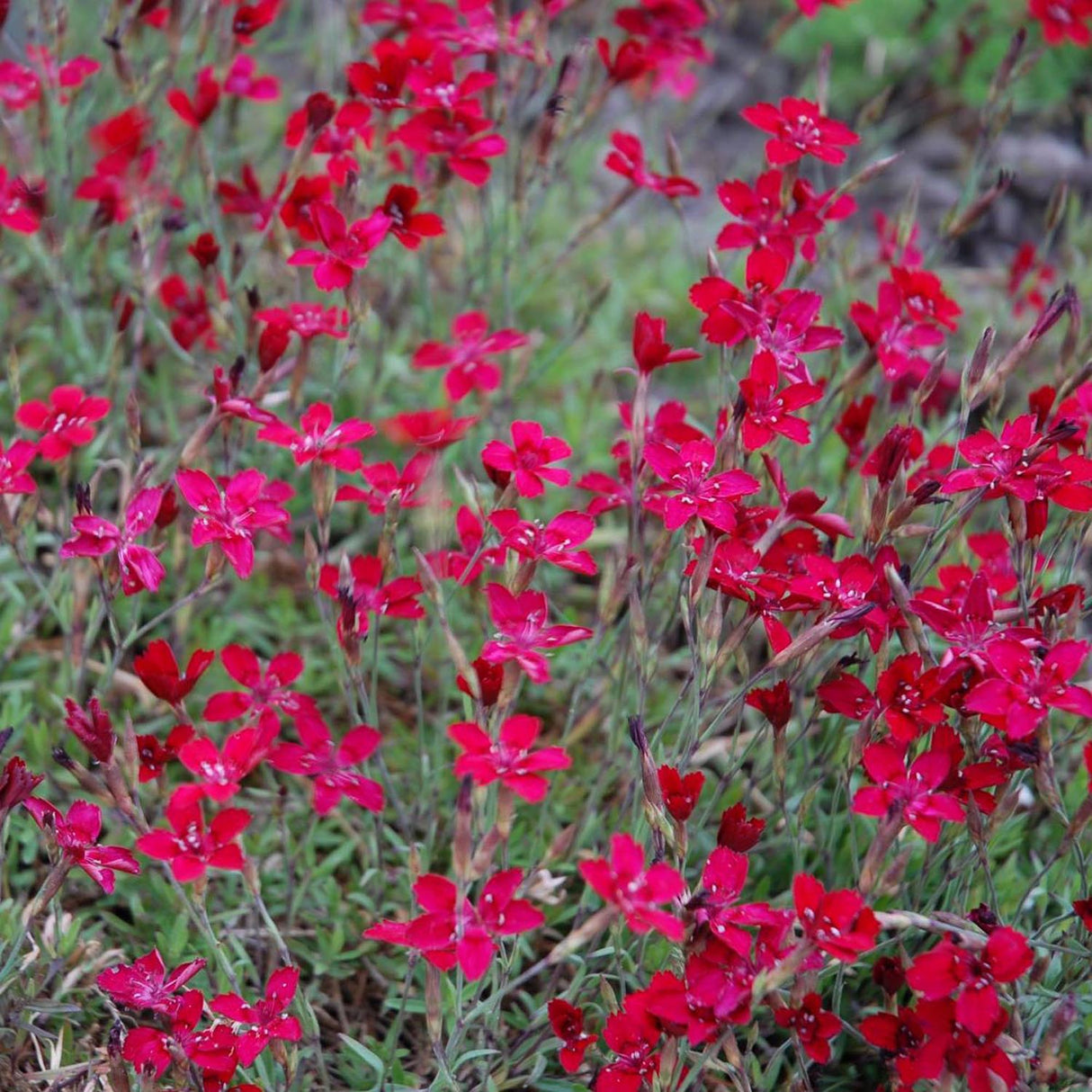 Garofita Leuchtfunk