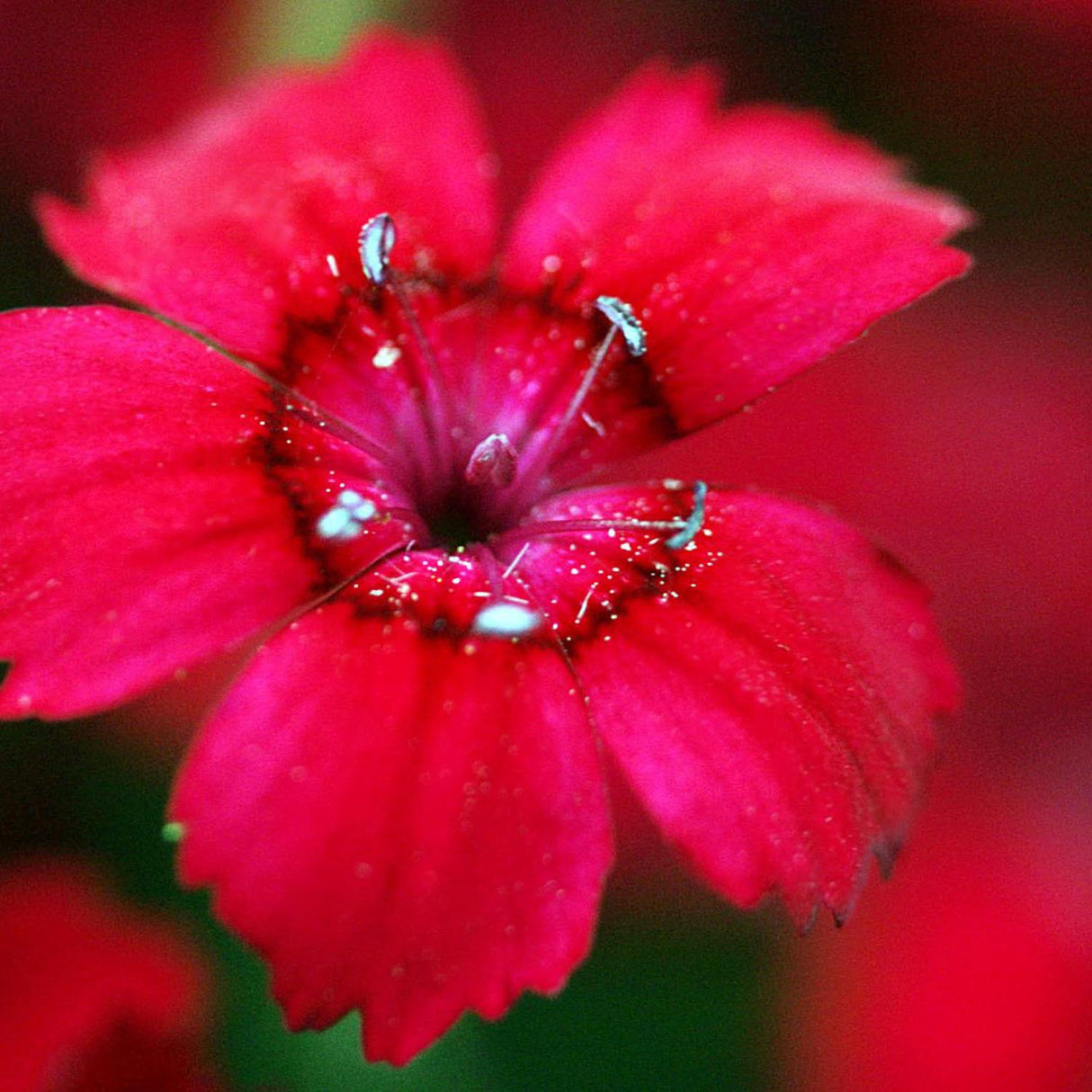 Garofita Leuchtfunk