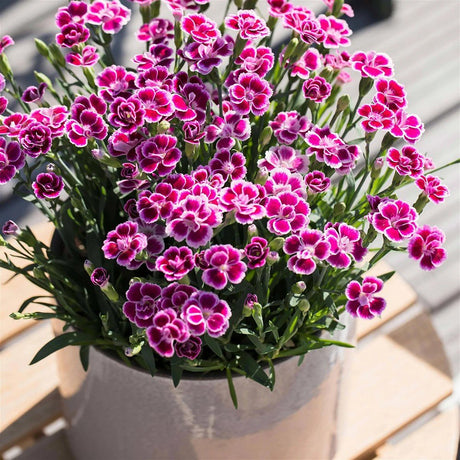 Garofita (Dianthus) Pink Kisses, cu flori bicolor si parfum seducator