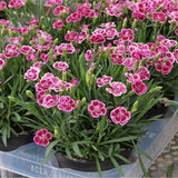Garofita (Dianthus) Pink Kisses, cu flori bicolor si parfum seducator