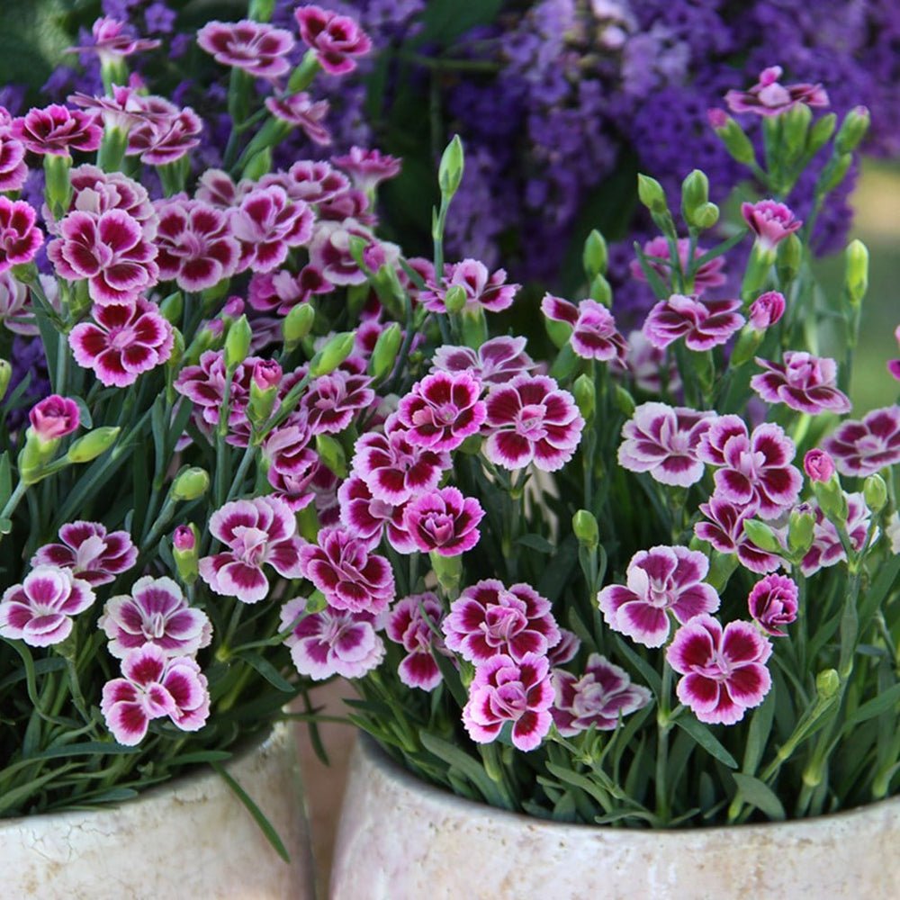 Карамфил (Dianthus) Pink Kisses, с двуцветни цветя и съблазнителен аромат