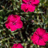Garofita Piticea Badenia