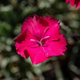 Garofita Piticea Badenia