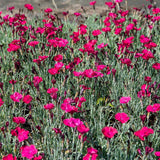 Garofita Piticea Badenia