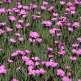 Garofita Piticea Blauigel
