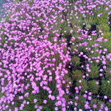 Garofita Piticea Pink Jewel