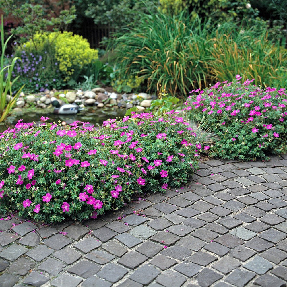 Ciocul Berzei Geranium Max Frei, tarator, cu flori roz-violet