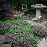 Ciocul Berzei Geranium Max Frei, tarator, cu flori roz-violet