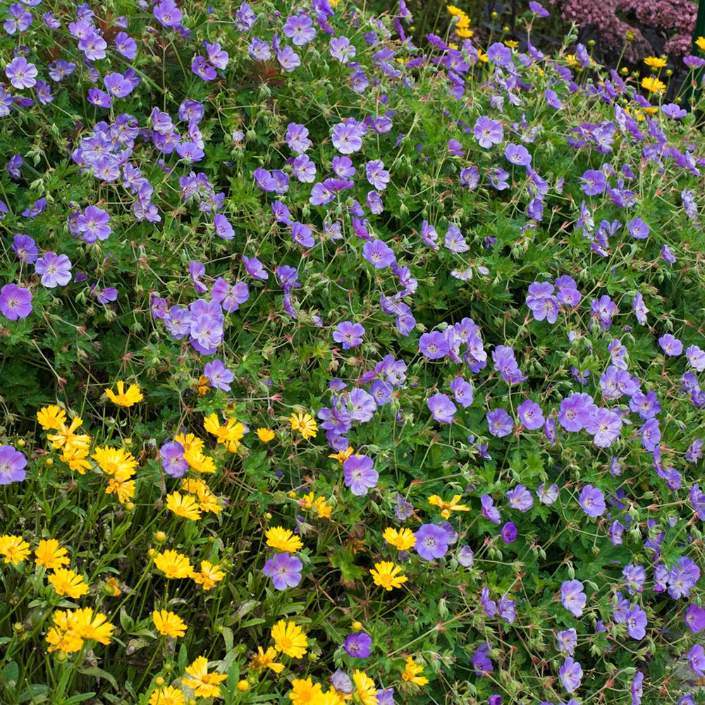 Жераниум (Geranium Rozanne), стелещ се с виолетово-сини цветове, бърз растеж