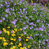 Жераниум (Geranium Rozanne), стелещ се с виолетово-сини цветове, бърз растеж