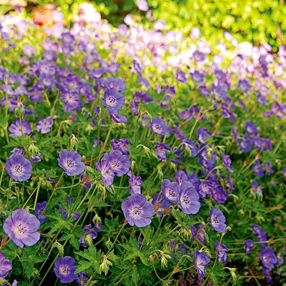 Жераниум (Geranium Rozanne), стелещ се с виолетово-сини цветове, бърз растеж