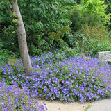 Ciocul Berzei Geranium Rozanne, tarator cu flori albastre-mov