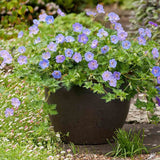 Жераниум (Geranium Rozanne), стелещ се с виолетово-сини цветове, бърз растеж