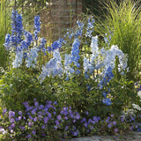 Жераниум (Geranium Rozanne), стелещ се с виолетово-сини цветове, бърз растеж