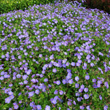 Жераниум (Geranium Rozanne), стелещ се с виолетово-сини цветове, бърз растеж