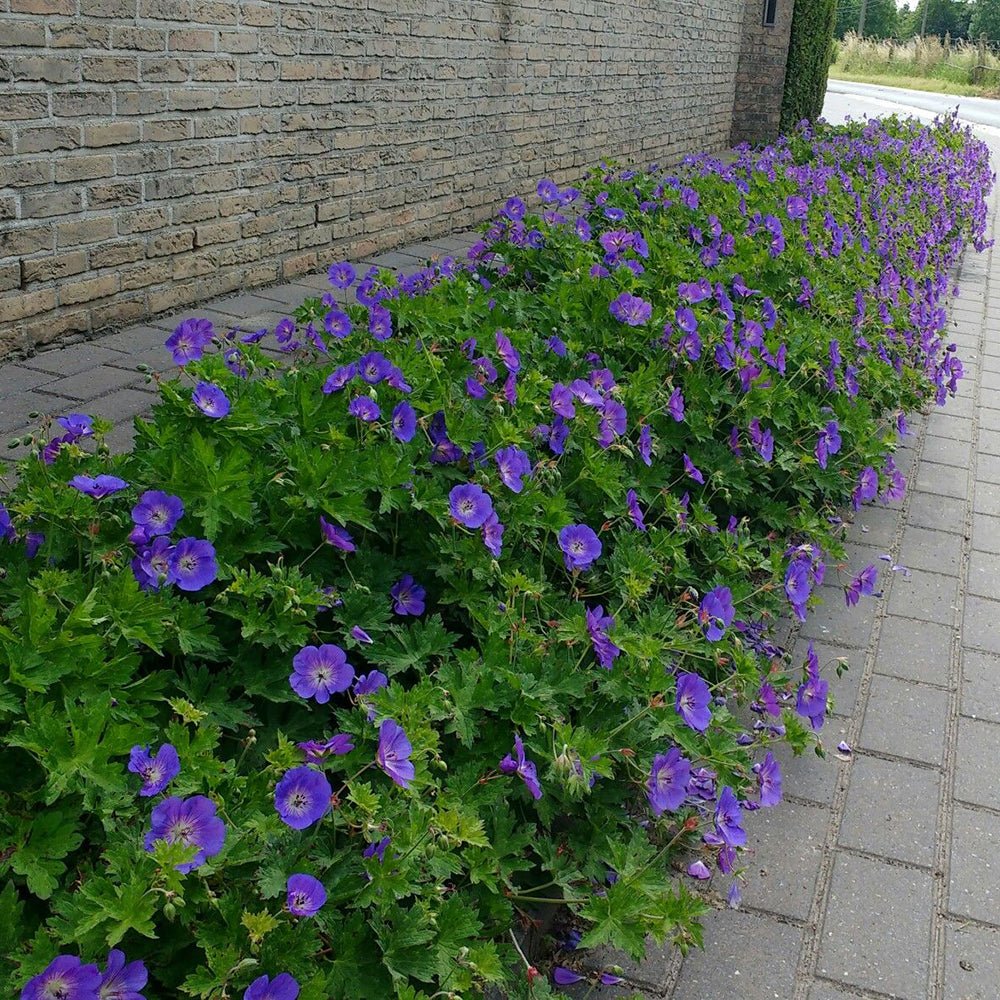 Жераниум (Geranium Rozanne), стелещ се с виолетово-сини цветове, бърз растеж