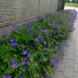 Жераниум (Geranium Rozanne), стелещ се с виолетово-сини цветове, бърз растеж